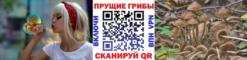 Псилоцибиновые грибы Psilocybe  Мосальск 